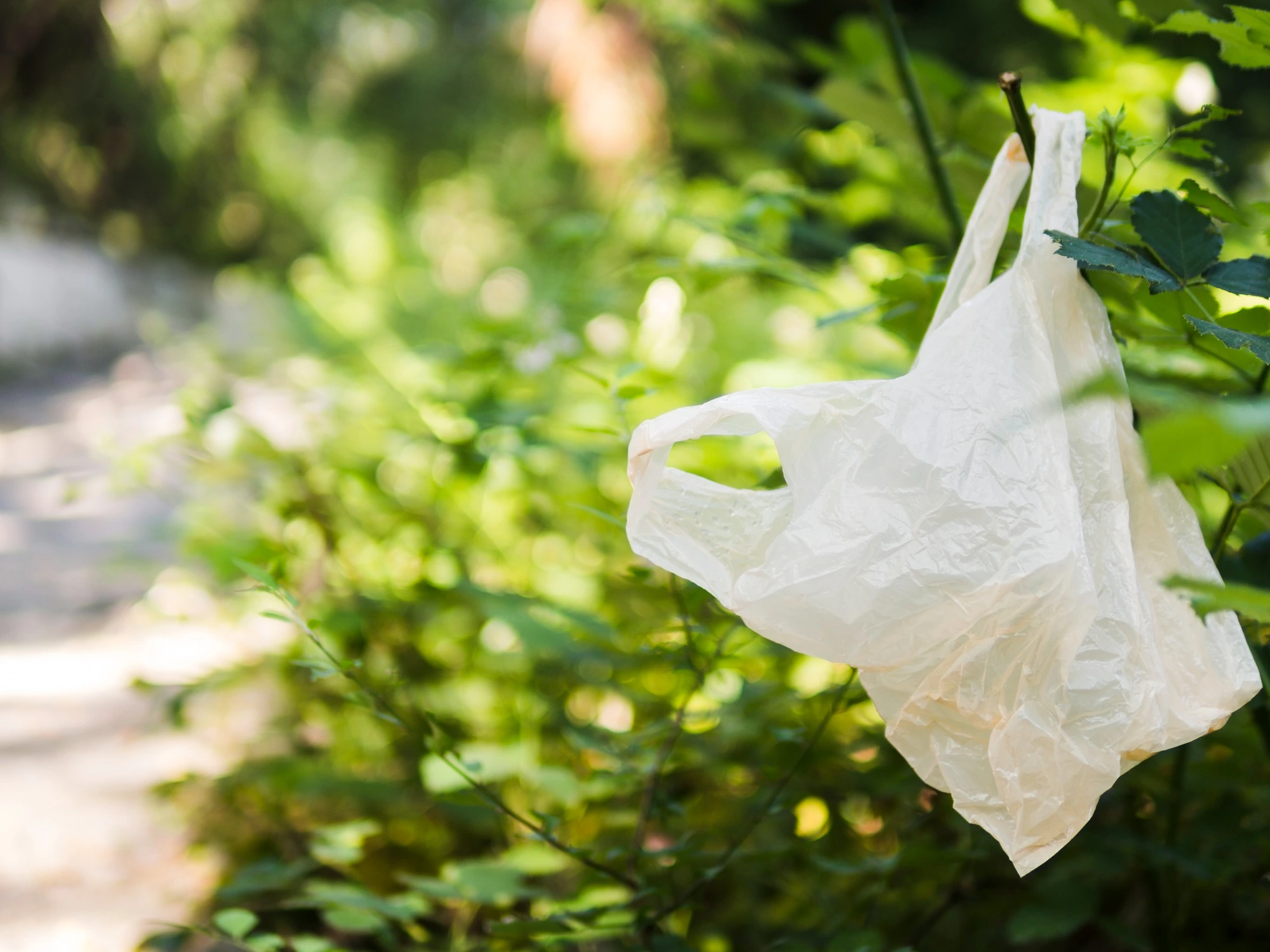 Is Biodegradable Plastic Really Eco-Friendly? Get the Full Facts on Biodegradable Materials Now.